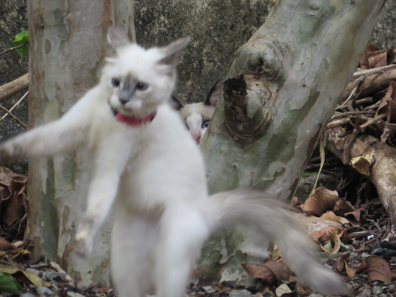 Pet's Album